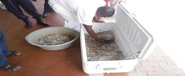 Apreendido camarão na Cidade de Maputo