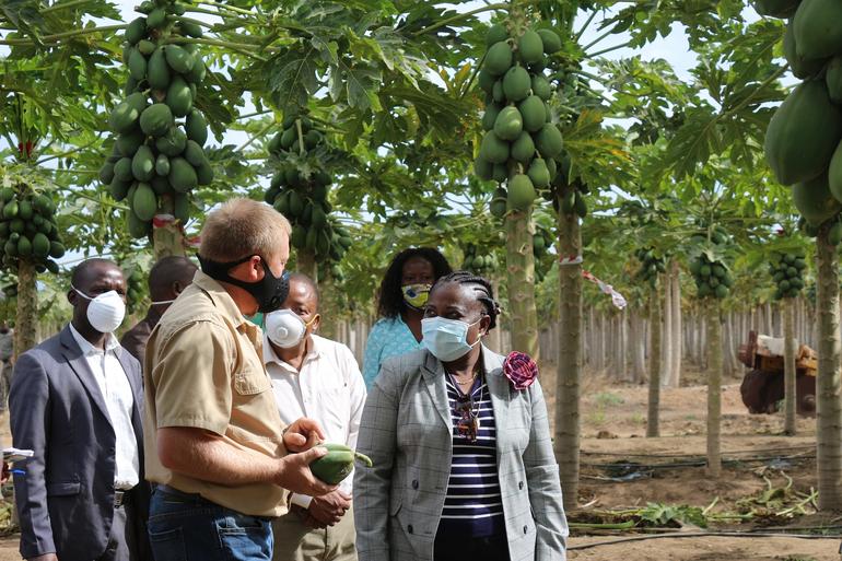 Visita de trabalho a empresa Carthage Limitada que produz papaia, gengibre e litchi no Distrito da Moamba, 2