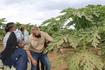 Visita de trabalho a empresa Carthage Limitada que produz papaia, gengibre e litchi no Distrito da Moamba, 3