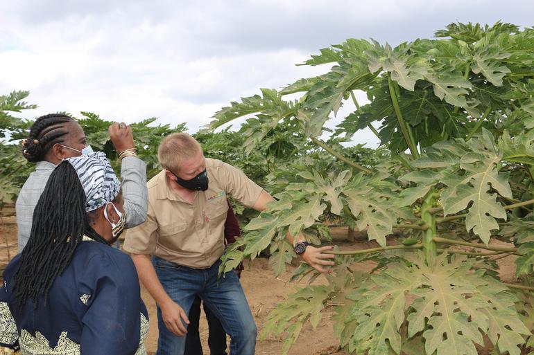 Visita de trabalho a empresa Carthage Limitada que produz papaia, gengibre e litchi no Distrito da Moamba, 3 Visita de trabalho a empresa Carthage Limitada que produz papaia, gengibre e litchi no Distrito da Moamba, 3