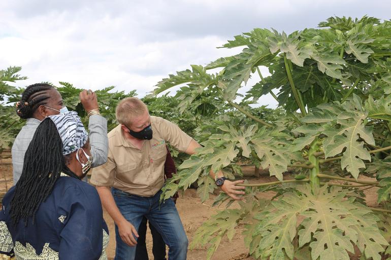 Visita de trabalho a empresa Carthage Limitada que produz papaia, gengibre e litchi no Distrito da Moamba, 3