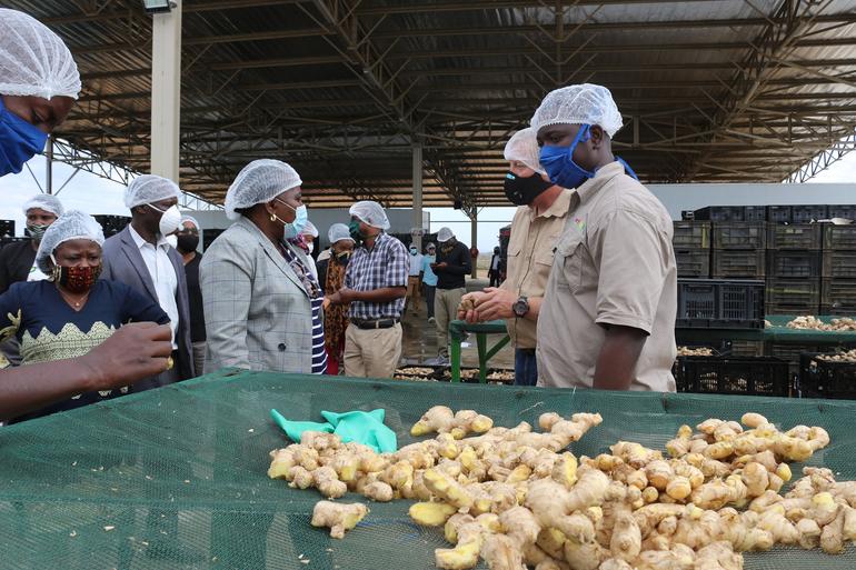 Visita de trabalho a empresa Carthage Limitada que produz papaia, gengibre e litchi no Distrito da Moamba, 4
