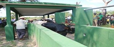 Criadas condições para melhoramento de efectivo do gado bovino