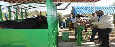 Província de Maputo cria condições para melhoramento de efectivo do gado bovino