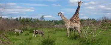 Reserva de Maputo Recebe 57 Animais Reserva de Maputo Recebe 57 Animais