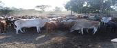 Secretária de Estado encoraja criadores de gado em Magude
