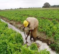 Agricultura