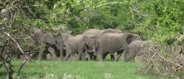 Elefantes criam pânico em Boane e Namaacha